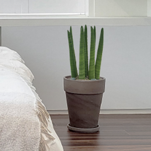 스투키 실내공기정화식물 독일바솔트 키우기쉬운 반려식물 승진축하화분 소형
